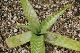 Aloe fosteri  RCP5-07 003.jpg